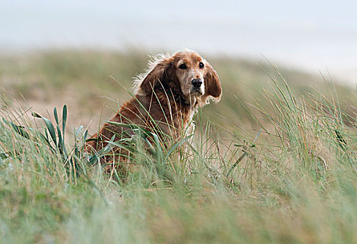 狗,坐,高草,海滩,安达卢西亚,西班牙