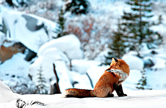 红狐,狐属,丘吉尔市,曼尼托巴,加拿大