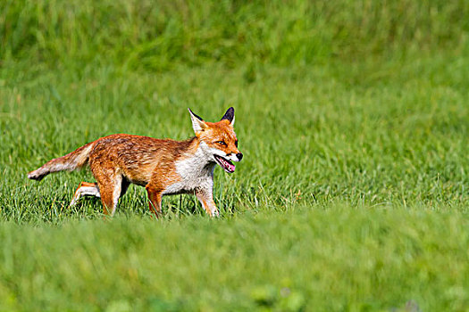 红狐,狐属,草丛,英格兰东南,英国,欧洲