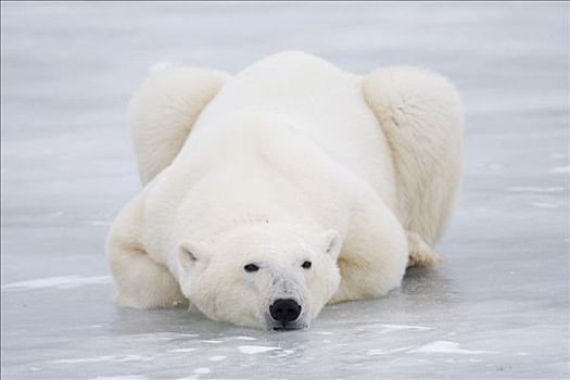 北极熊,卧,冰,丘吉尔市,曼尼托巴,加拿大