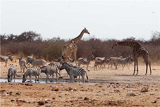长颈鹿,斑马,喝,水坑