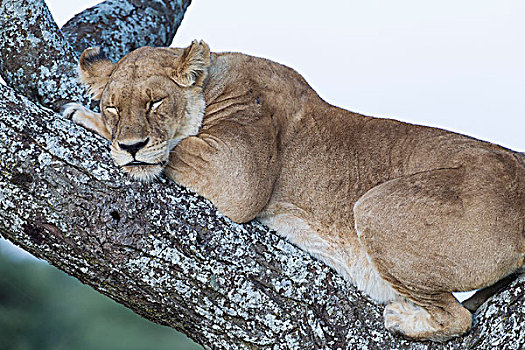 特写,母狮,睡觉,刺槐,丛林,恩戈罗恩戈罗,保护区,坦桑尼亚