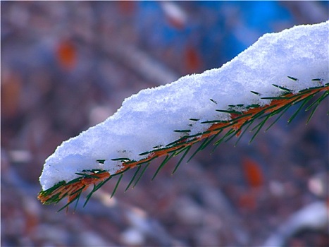 树枝,遮盖,雪