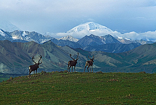 北美驯鹿,驯鹿属,走,山脊,圆顶,背景,突出,顶峰,阿拉斯加山脉