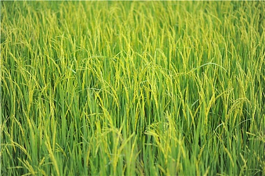 稻米,农场