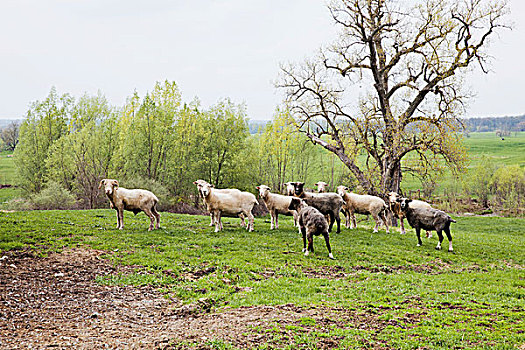 绵羊,地点,罗彻斯特,美国