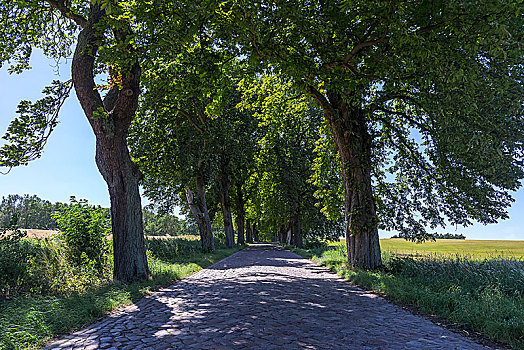 小路,栗木树,鹅卵石,街道,梅克伦堡前波莫瑞州,德国,欧洲