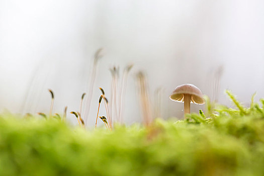 蘑菇,苔藓,特写