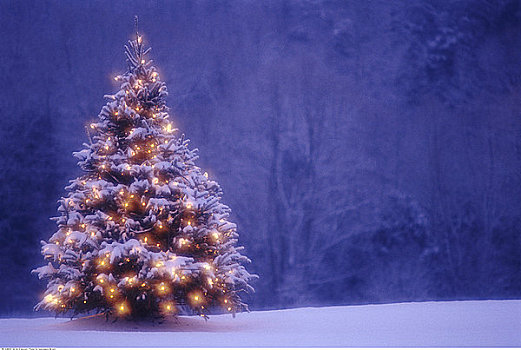 圣诞树,光亮,夜晚,户外