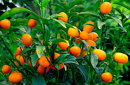 金橘,金桔属,水果