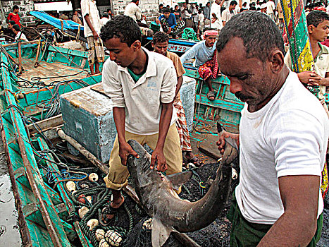 也门,港口,捕鱼者,拿着,鲨鱼