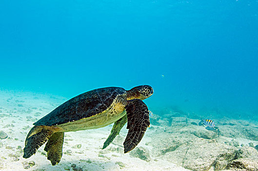 加拉帕戈斯,绿海龟,龟类,水下,加拉帕戈斯群岛,厄瓜多尔,本土动植物