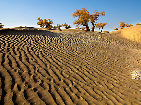 新疆塔克拉玛干沙漠,沙漠胡杨林