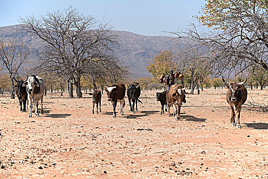 辛巴族,男人,牛,干燥,树,大草原,考科韦尔德,纳米比亚,非洲