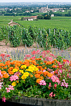 花,葡萄园,乡村,博若莱葡萄酒,酒乡,罗纳河谷,法国
