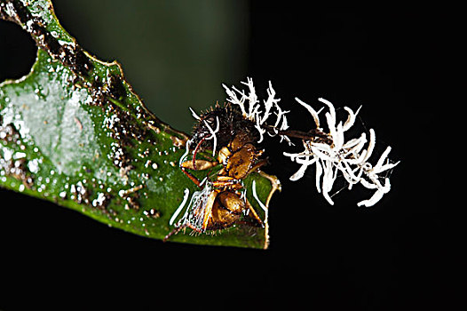 菌类,蚂蚁,国家公园,亚马逊雨林,厄瓜多尔