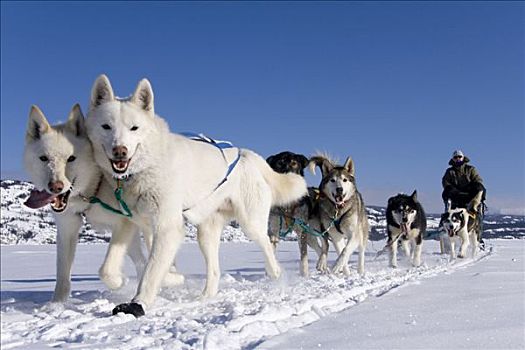 雪橇狗,团队,两个,白色,领着,狗,育空地区,加拿大