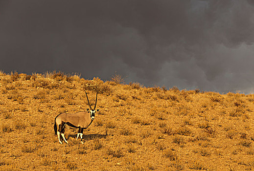 南非大羚羊,羚羊,雄性,亮光,早晨,接近,雷暴,后面,卡拉哈里沙漠,卡拉哈迪大羚羊国家公园,南非,非洲
