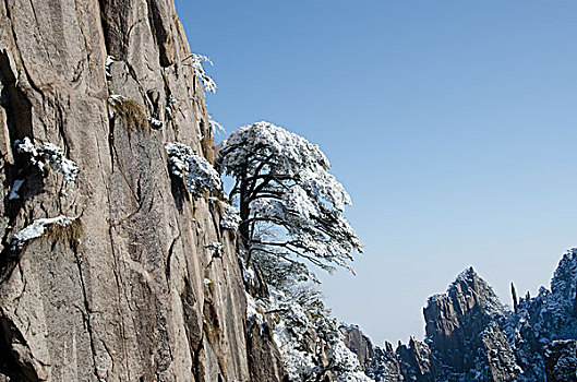 黄山冬季岩石上的树