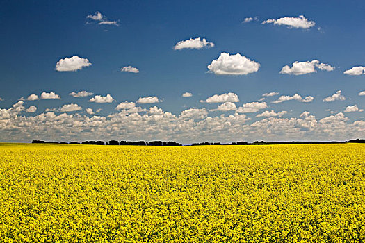 花,油菜地,云,上方,艾伯塔省,加拿大