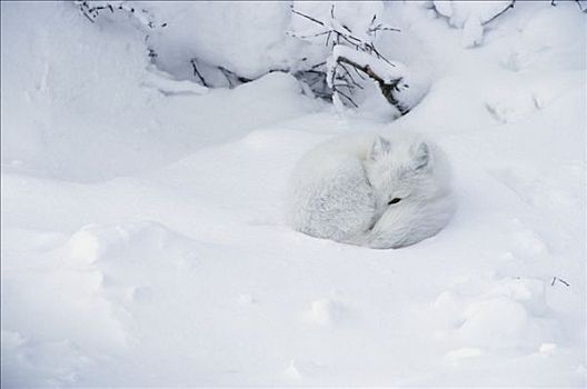 北极狐,卷曲,向上,雪地,丘吉尔市,曼尼托巴,加拿大