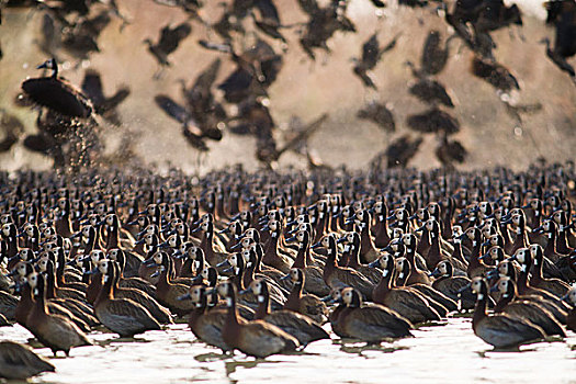 成群,鸭子,焦奇,国家公园,塞内加尔,非洲