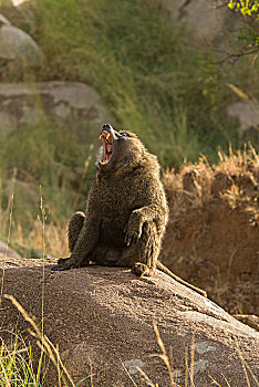 狒狒,黄狒狒,岩石上,塞伦盖蒂国家公园,坦桑尼亚,非洲