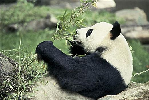雄性,熊猫