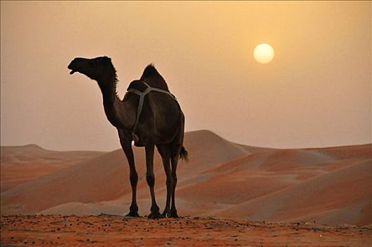 单峰骆驼,日落,绿洲,阿布扎比,阿联酋,阿拉伯,中东,东方