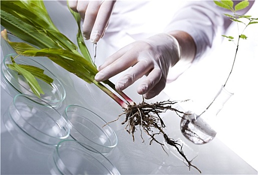 实验室器皿,转基因,植物