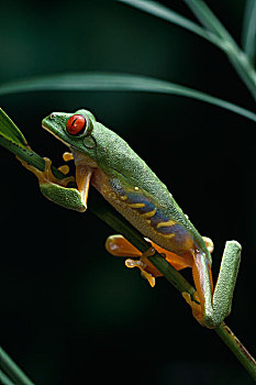 红眼树蛙,中美洲