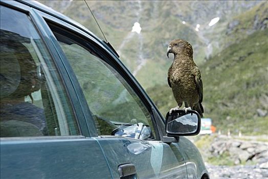 食肉鹦鹉,啄羊鹦鹉,栖息,后视镜,汽车,本垒打,隧道,峡湾国家公园,南岛,新西兰
