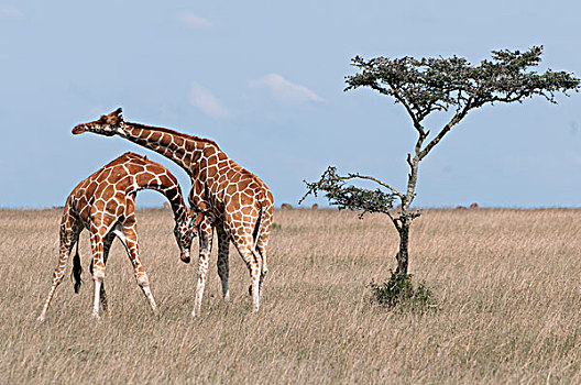 网纹长颈鹿,长颈鹿,亲昵,肯尼亚