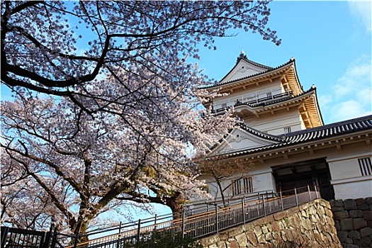 小田原,城堡,樱花