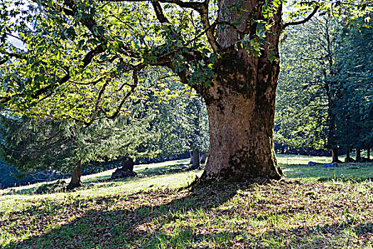 大槭树,上巴伐利亚,巴伐利亚,德国,欧洲