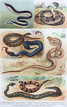历史,图像,多样,有毒,蛇,双色,响尾蛇属,德国,欧洲