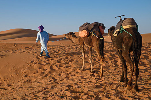 男人,驼队,撒哈拉沙漠,摩洛哥
