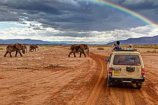 游客,看,非洲,灌木,大象,非洲象,吉普车,萨布鲁国家公园,肯尼亚,东非