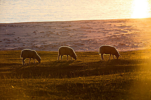 绵羊,放牧,绿色,草地,灯光,向上,子夜太阳,反射,海洋,罗浮敦群岛,挪威北部,欧洲