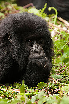 东非,卢旺达,火山国家公园,山地大猩猩,多,休息,白天,床,濒危物种,头像