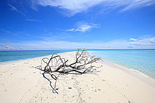 秃树,海滩,荆棘,群岛,巴布亚新几内亚