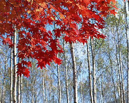 桦树,树林,秋叶