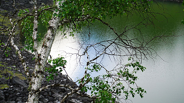 阿尔山的地池和湖边的一颗白桦树