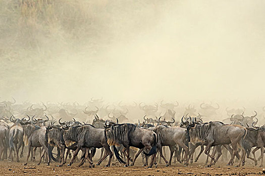 牧群,蓝色,角马,云,灰尘,迁徙,马赛马拉国家保护区,肯尼亚,非洲
