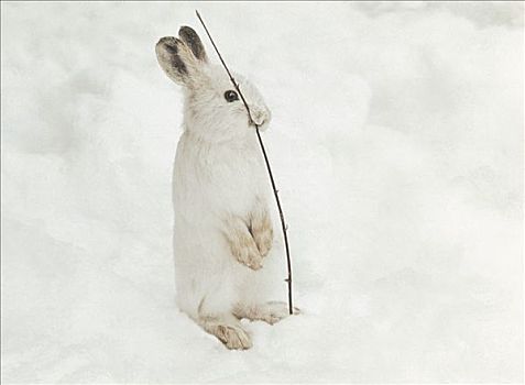 雪兔,吃,细枝,冬天,明尼苏达