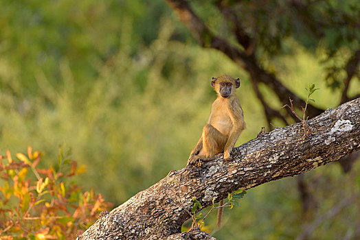 黄狒狒,小动物,坐,枝条,南卢安瓜国家公园,赞比亚,非洲