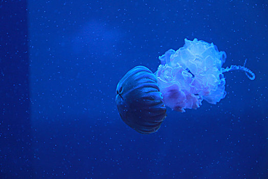 绚丽的海洋生物水母