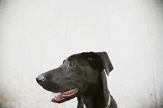 肖像,黑色拉布拉多犬,小狗