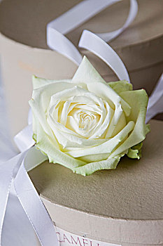 白色蔷薇,装饰,白色,带