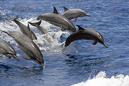 夏威夷,飞旋海豚,长吻原海豚,跳跃,空气